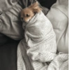 ملصقات جرو (6wz7bv8qjc)
