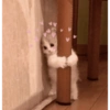 قطة متعلقة