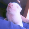 Baby Pig 🐷🐷 (gpdjm95s2c)