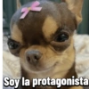 Chihuahuas Random 🐶🐾 (hkf6vpw9qr)