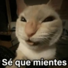 🐶🐱🐵 ANIMALITOS 2 🐵🐱🐶 (58qb4j3dsh)