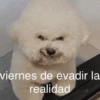 Hoy es viernes de... (84nzk7dt5v)
