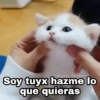 🌈 Gatitos para responder 1 🐈 (cbyzx6jvt2)