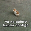 🌈 Gatitos para responder 1 🐈 (wzd46hc892)