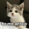 🌈 Gatitos para responder 1 🐈 (4k3vy6w8nb)