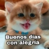 🌈 Gatitos para responder 1 🐈 (y56hmr9tkc)