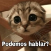 🌈 Gatitos para responder 1 🐈 (wgndx95kf8)