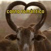 Corno Zoação (wzv6gkrms8)