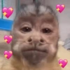 قرد لطيف 🥰 (nbhc5fg3m9)