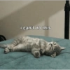 Meme Kucing Lucu 🐱 (fwn6s5t7pj)