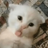 Meme Kucing Lucu 🐱 (wxgf5kbtvh)