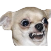 Chihuahuas random (x5364j9mzs)