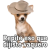 Chihuahuas random (p38m4rbjgt)