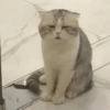 قطة حزينة تبكي (z7vnhfm2d6)