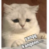 Kocheng kiyowod🥰 (wrbmpjxz3q)