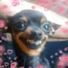 كلب ابتسامة لامعة
