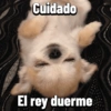 Chihuahuas Random 🐶🐾 (7sxc4gqjvz)