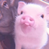 Baby Pig 🐷🐷 (qz7jc9t8rd)
