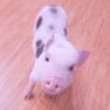 Baby Pig 🐷🐷 (97kg8tqybf)