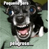 Chihuahuas Random 🐶🐾 (5ps9mchzgf)