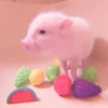 Baby Pig 🐷🐷 (qms3n4dhjr)