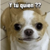 Chihuahuas Random 🐶🐾 (p3gdhv5fxs)