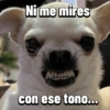 Chihuahuas Random 🐶🐾 (764q8v53tn)
