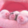 Baby Pig 🐷🐷 (prnj6yq8fz)