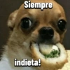 Chihuahuas Random 🐶🐾 (x8f24czkqg)