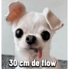 Chihuahuas Random 🐶🐾 (5qs4nhm873)
