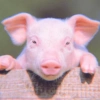 Baby Pig 🐷🐷 (9xprn4q537)