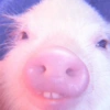 Baby Pig 🐷🐷 (mc7h48rvws)