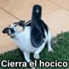 🐶🐱🐵 ANIMALITOS 2 🐵🐱🐶 (3k9jztdrcw)