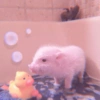 Baby Pig 🐷🐷 (w3rh47v9qx)