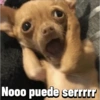 Chihuahuas Random 🐶🐾 (yr9z2k7qpn)
