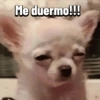 Chihuahuas Random 🐶🐾 (vxf7wdyt6r)