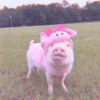 Baby Pig 🐷🐷 (h4wcb3trmy)