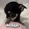 Chihuahuas Random 🐶🐾 (pyvztsf75w)