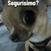 Chihuahuas Random 🐶🐾 (8xp4bmsv5n)