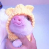 Baby Pig 🐷🐷 (7jdkqxvwy5)