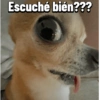 Chihuahuas Random 🐶🐾 (mr4cqbfzp6)
