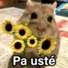 🐶🐱🐵 ANIMALITOS 2 🐵🐱🐶 (5ykwrj29sm)