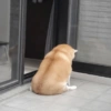 تفاعلات الكلاب 🐶✨ (pwg67r9dm3)