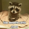 Raccoon Lucu (4snd6zhxkj)