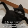 🐾🐱🐈 Gatitos :v 🐈🐱🐾 (86gywj3fhs)