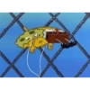 SpongeBob meme (2zbj46v98p)