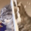 قطة تلعق الفوضى