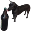 Cats and dogs (phgsm4k9f5)