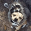Más Animalitos!  🙊🐕 (hw4dgyj97n)