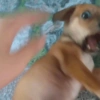 Más Animalitos!  🙊🐕 (7b82ntfmzy)